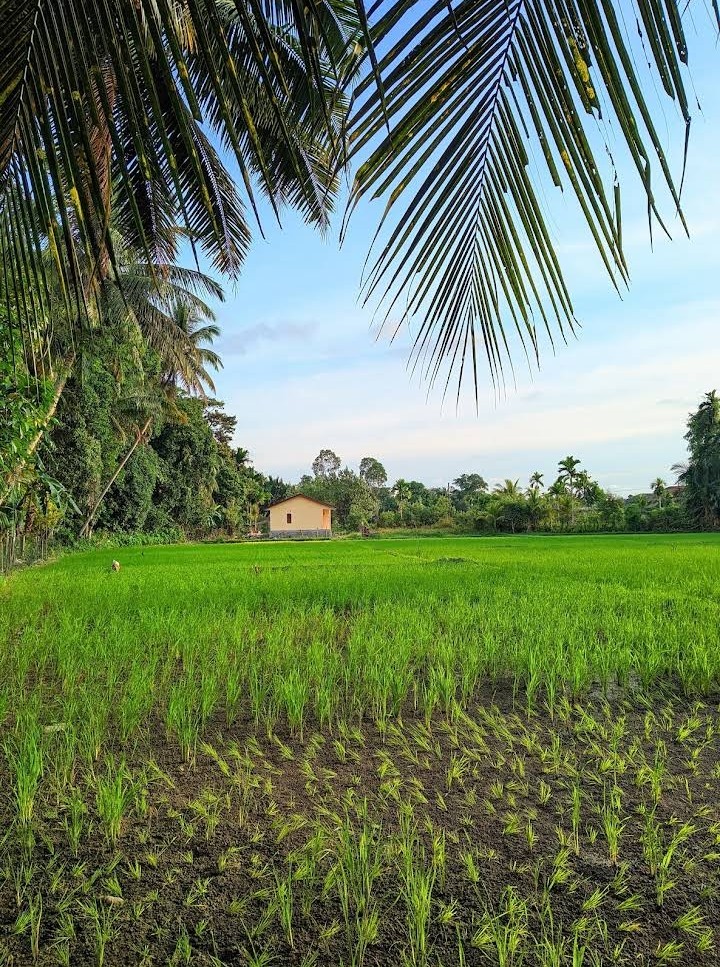 Persawahan Gampong Leuhan